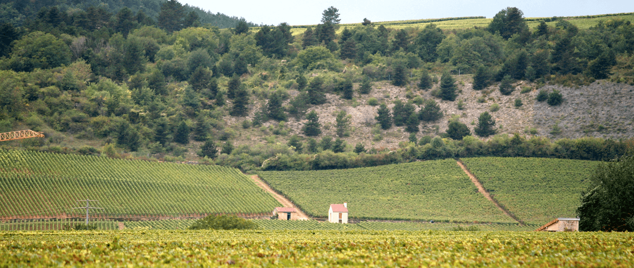 Burgundy - gites, cottages and villas to rent