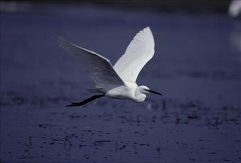 Cite des Oiseaux