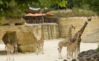 Zoo de Doue la Fontaine