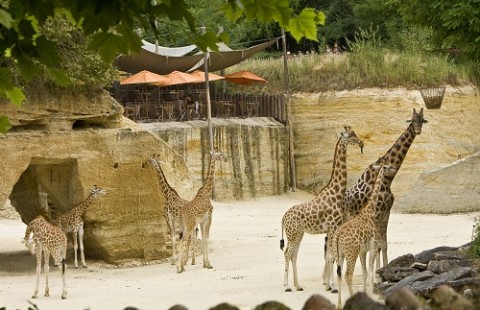 Zoo de Doue la Fontaine