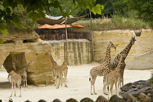 Zoo de Doue la Fontaine