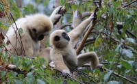 Parc Animalier d'Auvergne