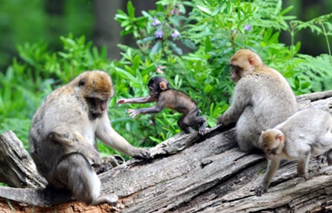 La Montagne des Singes