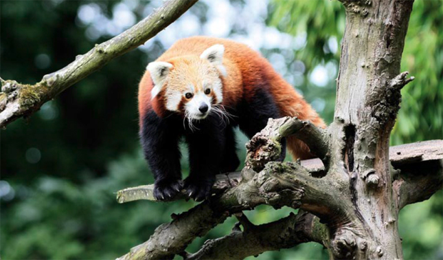 Parc Animalier et Botanique de Branfere