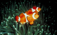 Limousin Aquarium