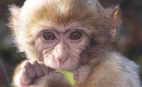 La Foret des Singes