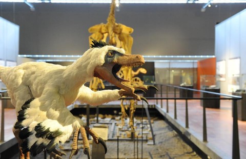 Le musee des dinosaures