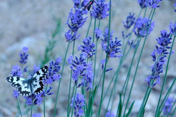 Self Catering in Dordogne