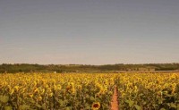 This is a view of sunflower fields from Carroue