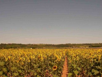 This is a view of sunflower fields from Carroue